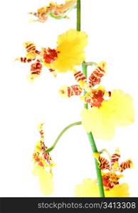 beautiful bordeaux-yellow blotchy orchid flowers cluster isolated on white