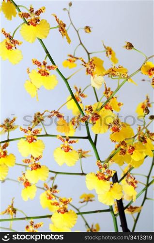 beautiful bordeaux-yellow blotchy orchid flowers cluster (macro)