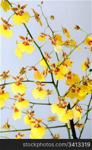 beautiful bordeaux-yellow blotchy orchid flowers cluster (macro)
