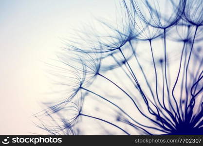 Beautiful border of dark dandelion silhouette on the clear background, wild taraxacum flower, stylish natural wallpaper