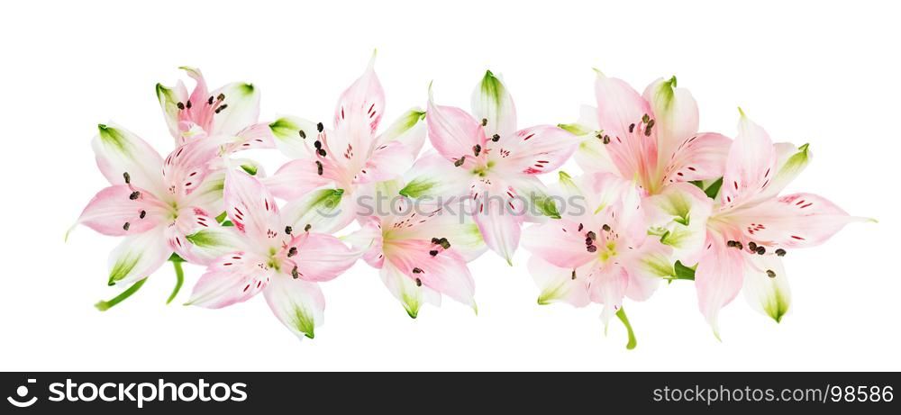 Beautiful border of pink Alstroemeria flowers isolated on white background