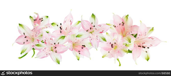 Beautiful border of pink Alstroemeria flowers isolated on white background