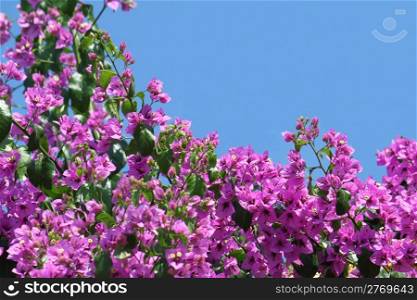 Beautiful bougainvillea flowers on blue sky background