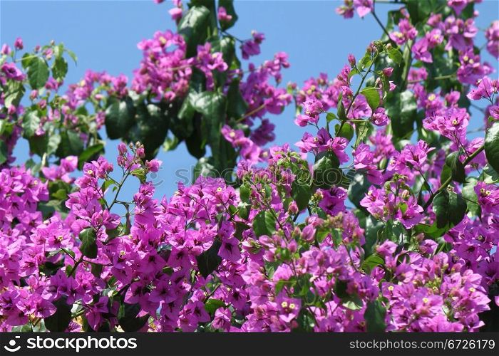 Beautiful bougainvillea flowers on blue sky background