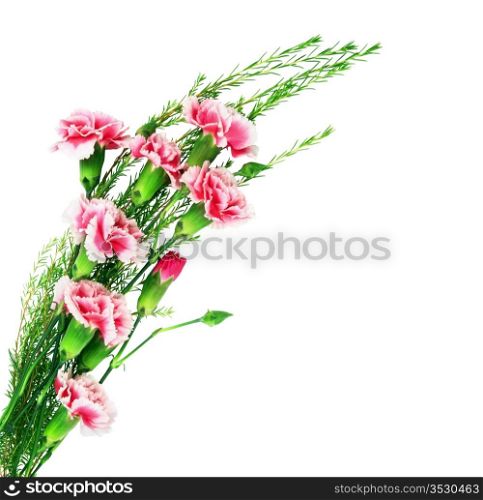 beautiful bouquet of carnations isolated on a white background