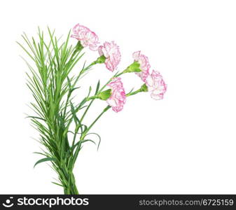 beautiful bouquet of carnations isolated on the white background