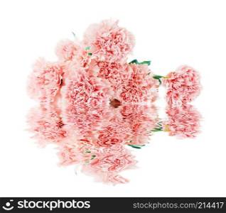 Beautiful bouquet of delicate flowers of pink carnations with reflection in water surface isolated on a white background