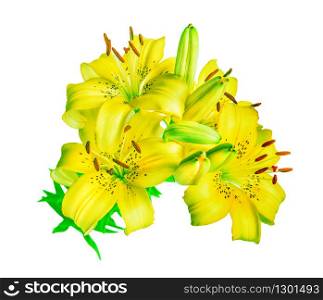 Beautiful bouquet of large flowers of bright yellow lilies, isolated on a white background