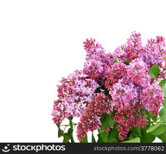 Beautiful bouquet of lilac with purple flowers and green leafes as design frame. Isolated on white background. Close-up. Studio photography.