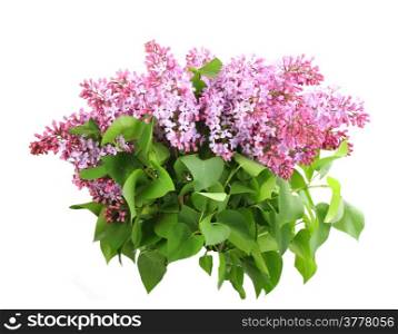 Beautiful bouquet of lilac with purple flowers and green leafes. Isolated on white background. Close-up. Studio photography.