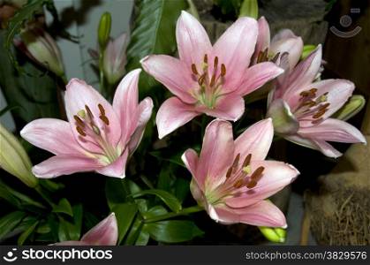 beautiful bouquet of lilys as a gift or a present