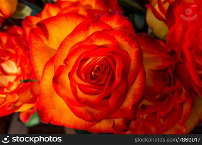 beautiful bouquet of orange roses close-up shot