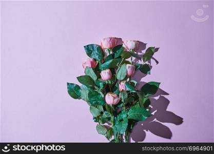 Beautiful bouquet of pink roses. Reflection of a shadow on a violet background as layout for a postcard on a wedding or Mother’s Day with copy space. Top view. Bouquet of pink roses. Reflection of a shadow on a violet background.