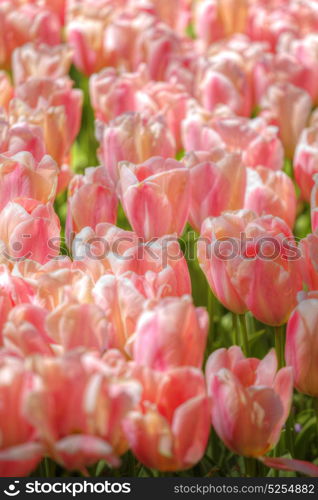 Beautiful bouquet of pink Tulips in Spring Flora Natural Concept field