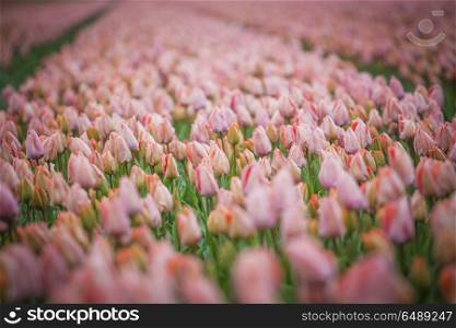 Beautiful bouquet of pink Tulips in Spring Flora Natural Concept field. Beautiful bouquet of pink Tulips