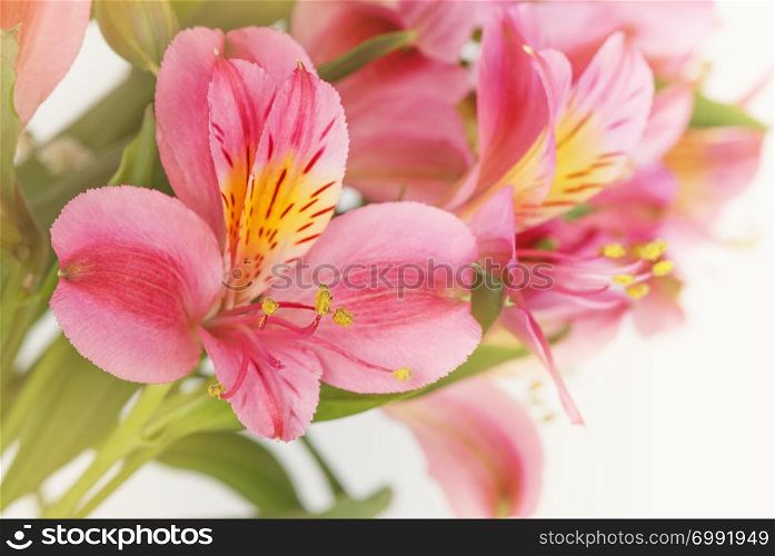Beautiful bouquet of red alstroemeria flowers on a white background close-up