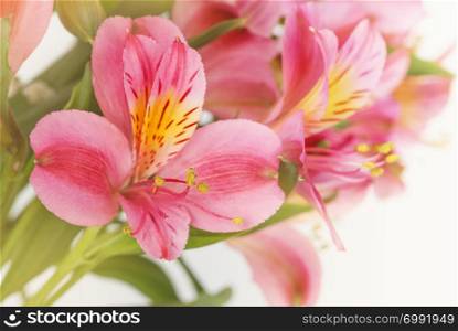 Beautiful bouquet of red alstroemeria flowers on a white background close-up