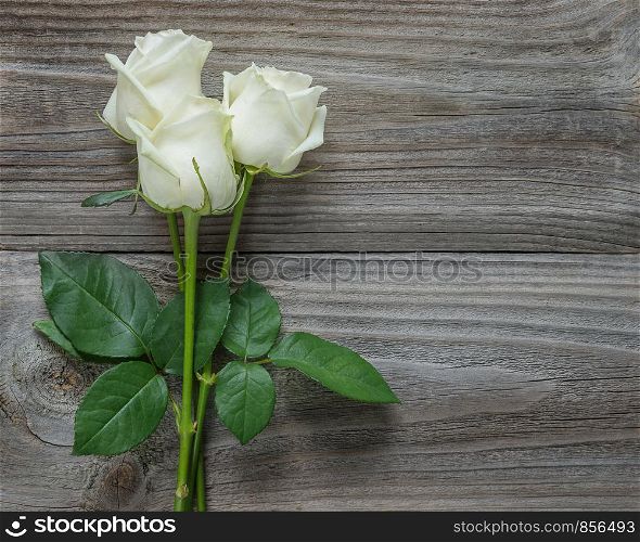 Beautiful bouquet of three elegant white roses on a long stems with green leaves on an old gray wooden background