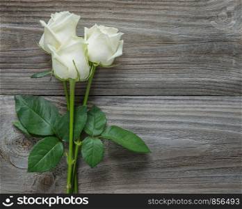 Beautiful bouquet of three elegant white roses on a long stems with green leaves on an old gray wooden background
