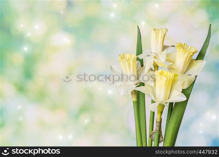 Beautiful bouquet of yellow Narcissus flowers on a green natural background with highlights of light and space for text. Layout for postcard or invitation