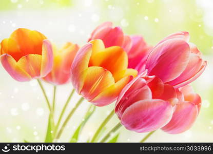 Beautiful bouquet of yellow-pink tulip flowers with green leaves at spring closeup. Yellow-pink tulip flowers