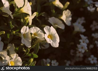 Beautiful bouquet with white petunias and other flowers decorating house in pot .. Beautiful bouquet with white petunias and other flowers decorating house in pot