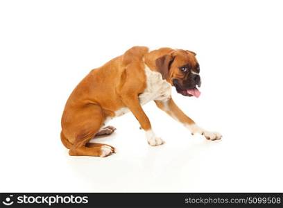Beautiful boxer dog getting ready to lie down isolated on white background