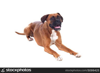 Beautiful boxer dog isolated on a white background