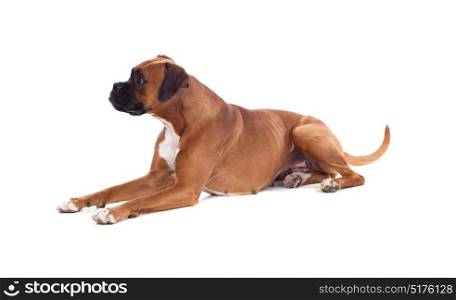 Beautiful boxer dog isolated on a white background