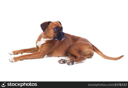 Beautiful boxer dog isolated on a white background