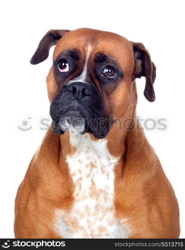 Beautiful Boxer dog isolated on white background