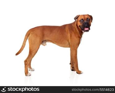 Beautiful Boxer dog isolated on white background