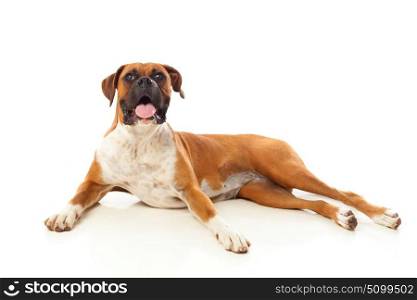 Beautiful boxer dog lying
