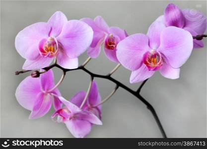 beautiful branch of a blossoming pink orchid on the grey. beautiful branch of a blossoming pink orchid