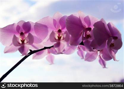 beautiful branch of a blossoming pink orchid. orchid pink and blossoming