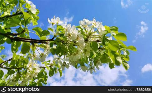 Beautiful branch of a spring fruit tree with beautiful white flowers on blue sky background