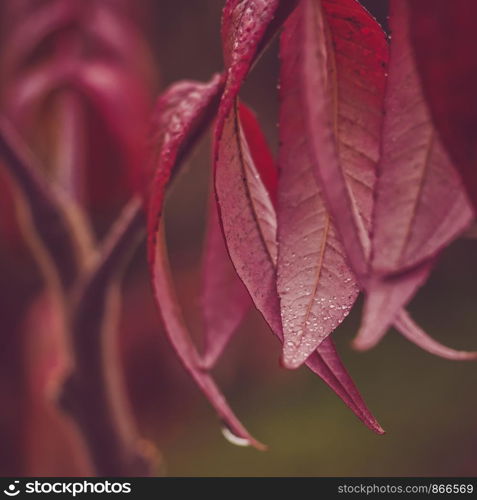 Beautiful branch of a tree with purple leaves on the background of the morning sun. Close-up, blurred background. Beautiful branch of a tree with purple leaves