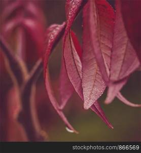Beautiful branch of a tree with purple leaves on the background of the morning sun. Close-up, blurred background. Beautiful branch of a tree with purple leaves