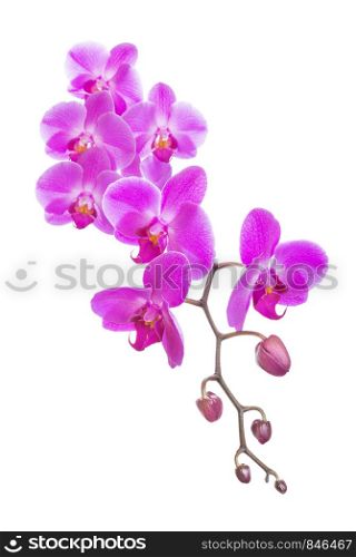 Beautiful branch of pink orchid flowers isolated on a white background