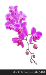 Beautiful branch of pink orchid flowers isolated on a white background