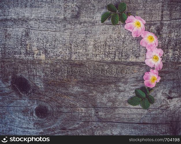 Beautiful branch of rosehip with blooming flowers, lying on unpainted, frayed boards. Place for your inscription. Top view, close-up. Congratulations to loved ones, relatives, friends and colleagues. Beautiful, spring flowers lying on shabby boards