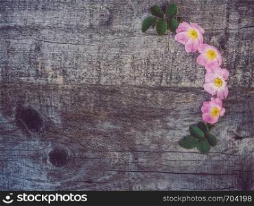 Beautiful branch of rosehip with blooming flowers, lying on unpainted, frayed boards. Place for your inscription. Top view, close-up. Congratulations to loved ones, relatives, friends and colleagues. Beautiful, spring flowers lying on shabby boards