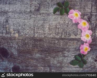 Beautiful branch of rosehip with blooming flowers, lying on unpainted, frayed boards. Place for your inscription. Top view, close-up. Congratulations to loved ones, relatives, friends and colleagues. Beautiful rose hip branch with white flowers