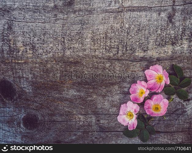 Beautiful branch of rosehip with blooming flowers, lying on unpainted, frayed boards. Place for your inscription. Top view, close-up. Congratulations to loved ones, relatives, friends and colleagues. Beautiful rose hip branch with white flowers