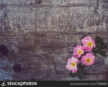 Beautiful branch of rosehip with blooming flowers, lying on unpainted, frayed boards. Place for your inscription. Top view, close-up. Congratulations to loved ones, relatives, friends and colleagues. Beautiful rose hip branch with white flowers