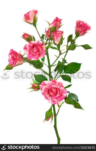 beautiful branch of roses on a white background