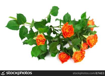 beautiful branch of roses on a white background