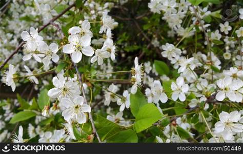 Beautiful branch of spring blooming cherry tree with white flowers