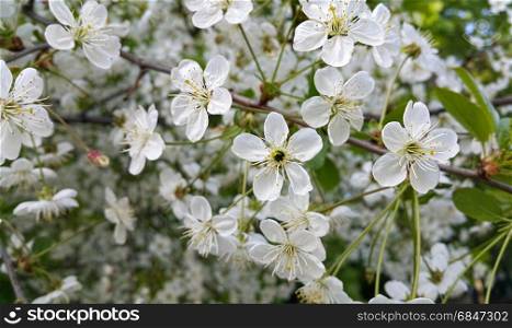 Beautiful branch of spring blooming cherry tree with white flowers. Beautiful branch of spring blooming cherry tree