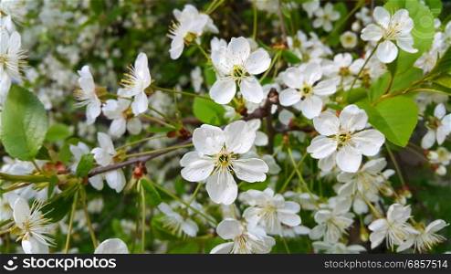 Beautiful branch of spring blooming cherry tree with white flowers